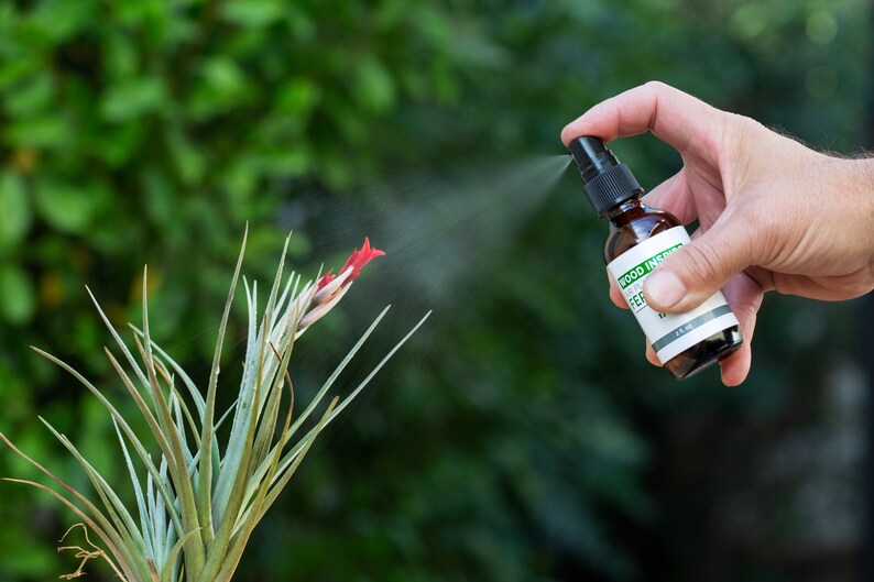 Air Plant Fertilizer Spray Fertilizer Tillandsia Food Water Etsy