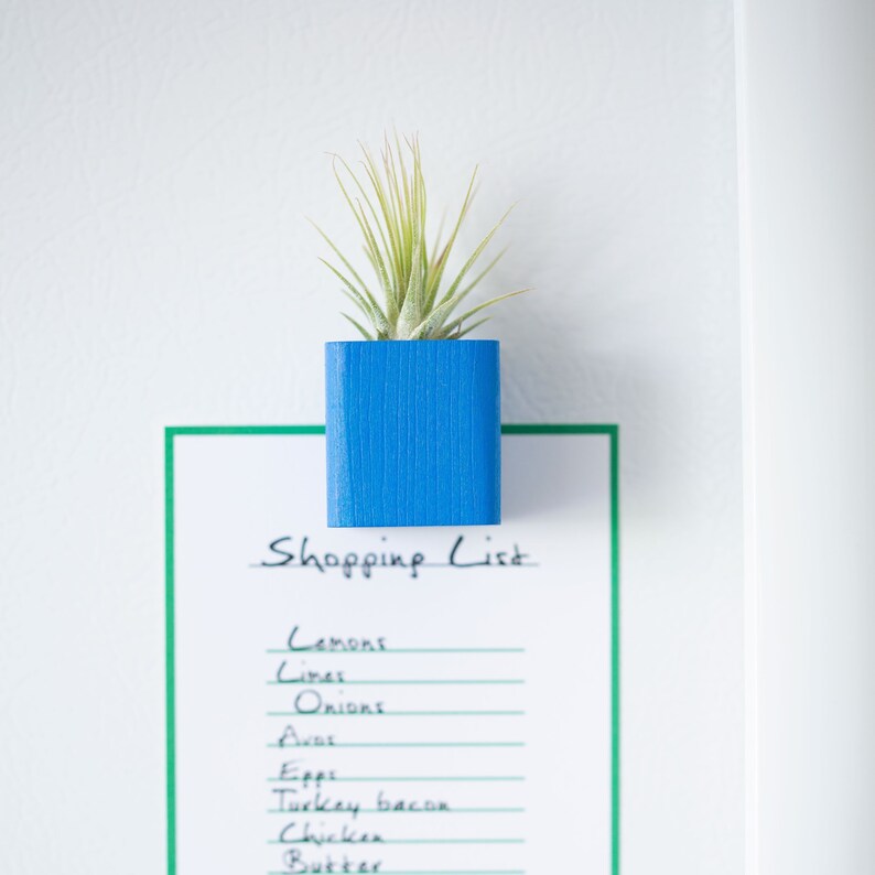 blue air plant magnet