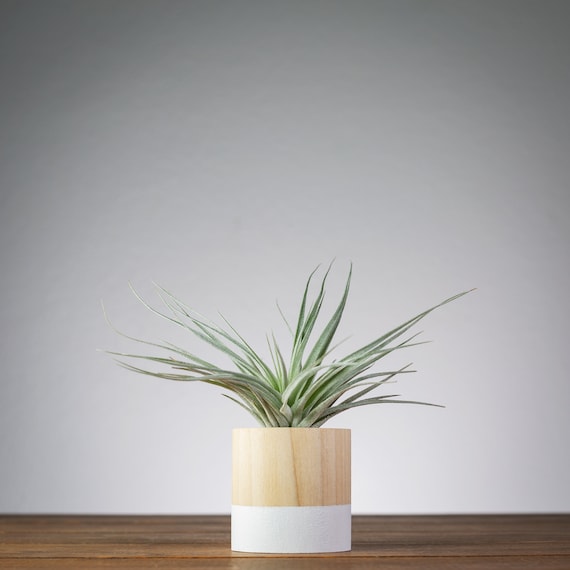 White Air Plant Display Cute Desk Planter Modern Shelf Etsy