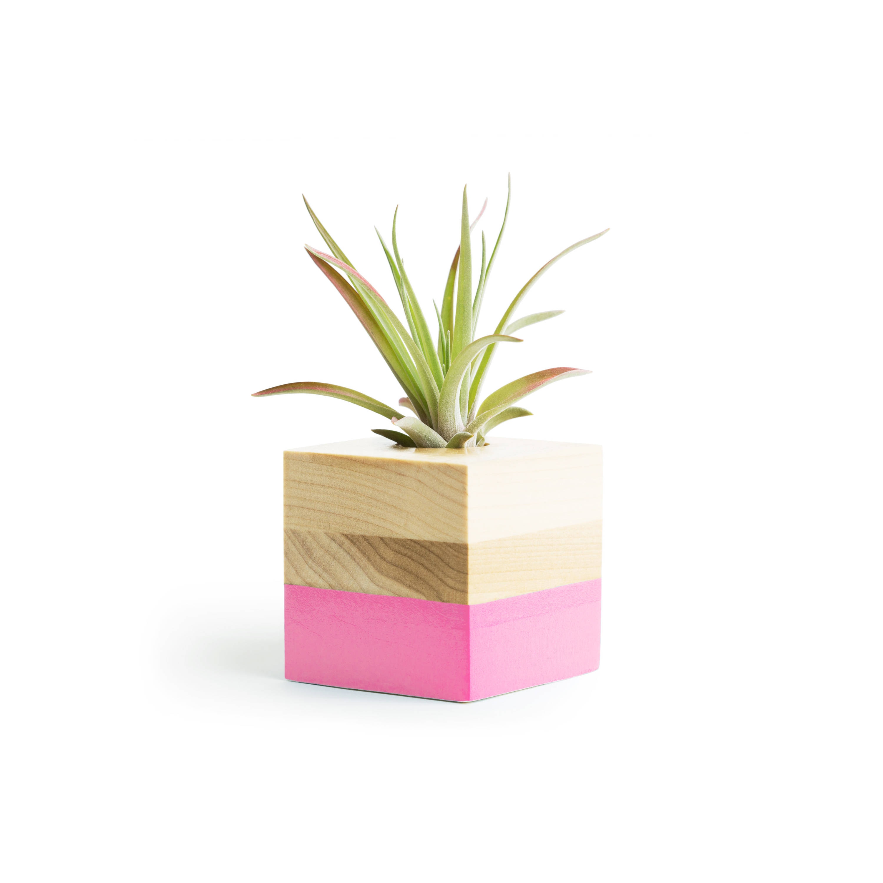 Cute Air Plant Holder Cute Air Plant Holder