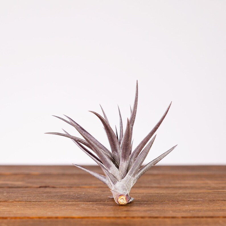 Tillandsia Jonesii Rare Air Plant Small Air Plants Unique Etsy