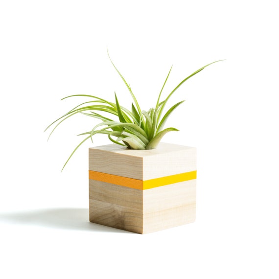 Unique Orange Air Plant Holder Best Friend Gift Cute Desk Etsy