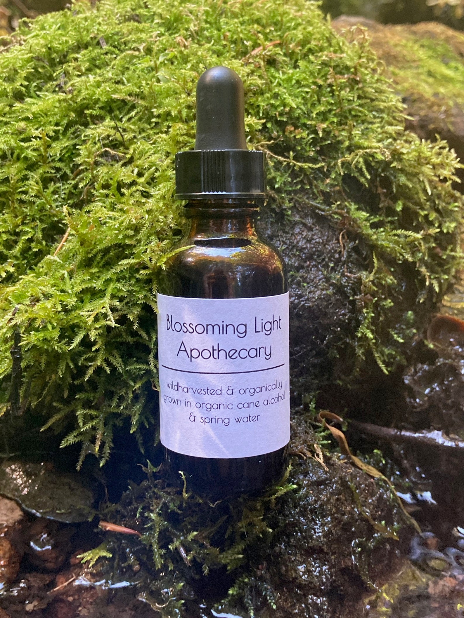 Cottonwood/balsm Poplar Bud Oil Etsy