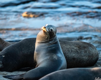 Sea lion from San Diego in La Jolla Photo Print Home Decor