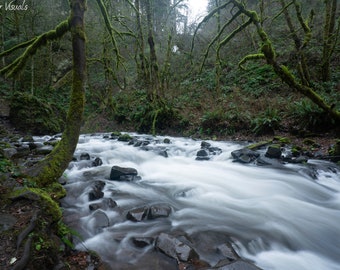 Oregon Forest Photo Print on Metal and Fine Art Paper