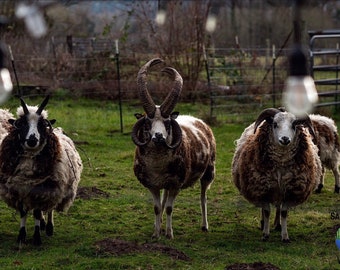 Wildlife