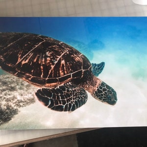 Sea Turtle Honu from Oahu Hawaii Photo Print