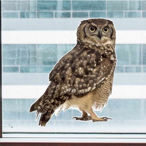 Intense Little Owl - Full Color Static Window Cling