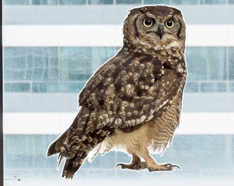 Intense Little Owl - Full Color Static Window Cling
