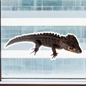 Red Eyed Crocodile Skink Laying Down - Full Color Static Window Cling