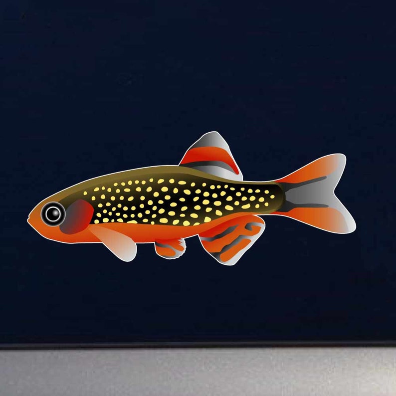 Danio Margaritatus, the Celestial Pearl Danio Aquarium Fish Indoor Outdoor Vinyl Decal image 1