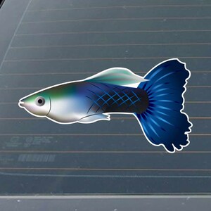 May include: A blue and green guppy fish with a black and white checkered pattern on its body. The fish has a long, flowing tail fin.