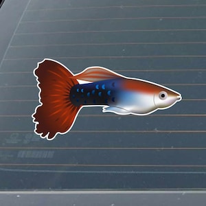 May include: A red, blue, and white guppy fish with black spots. The fish is swimming to the right.