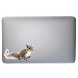 Young Grey Squirrel - Indoor/Outdoor Vinyl Decal