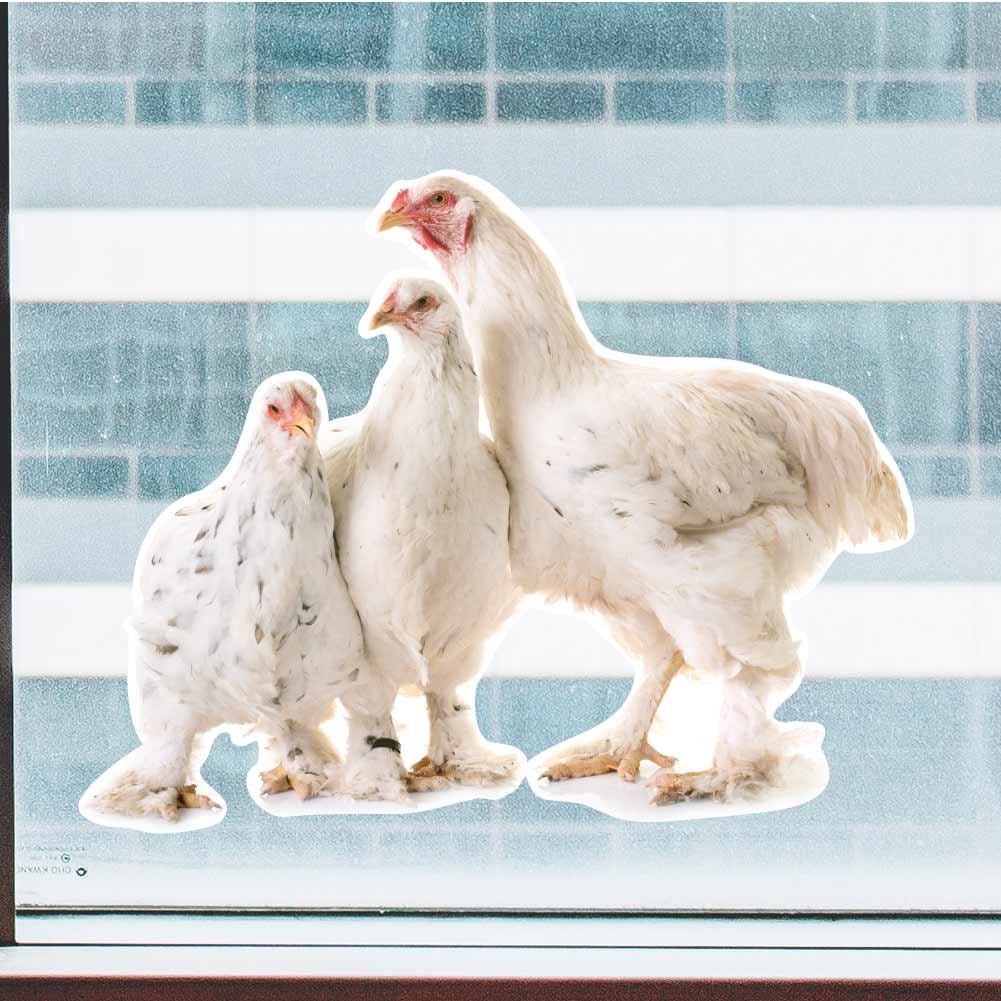  Brahma Chickens 2 Inch Full Color Static Window Cling,  Removable and Resusable : Everything Else