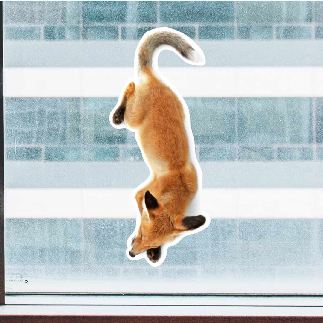 Red Fox From Above - Full Color Static Window Cling - Etsy