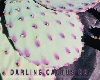 3 Pads Purple Prickly Pear Cactus