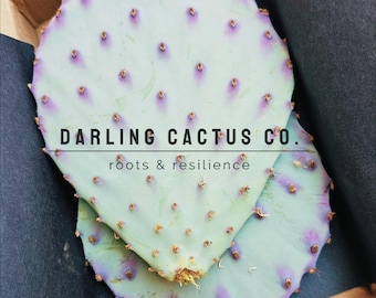 Purple Prickly Pear Small x 2 Cactus Pads Bundle