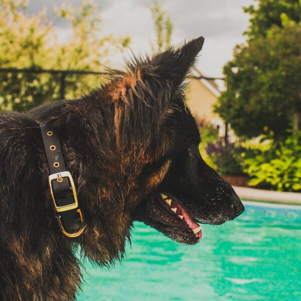 Add eyelets on collar, biothane dog collar with gold eyelets, steel eyelets on dog collar, hand set, flashy style