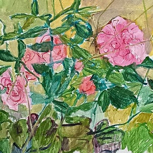 Rosa Rosen
