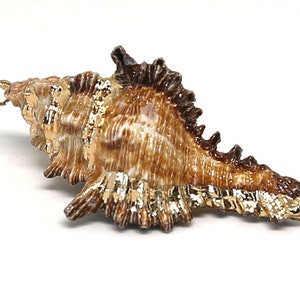 Natural Sea Shells | Gold Edged | Large Trumpet Conch Pendant Bead | Sold by Pkg of 5 Shells | Size 20~35x40~65x15~17mm