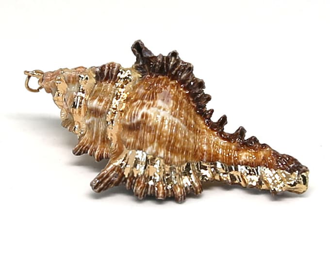 Natural Sea Shells | Gold Edged | Large Trumpet Conch Pendant Bead | Sold by Pkg of 5 Shells | Size 20~35x40~65x15~17mm