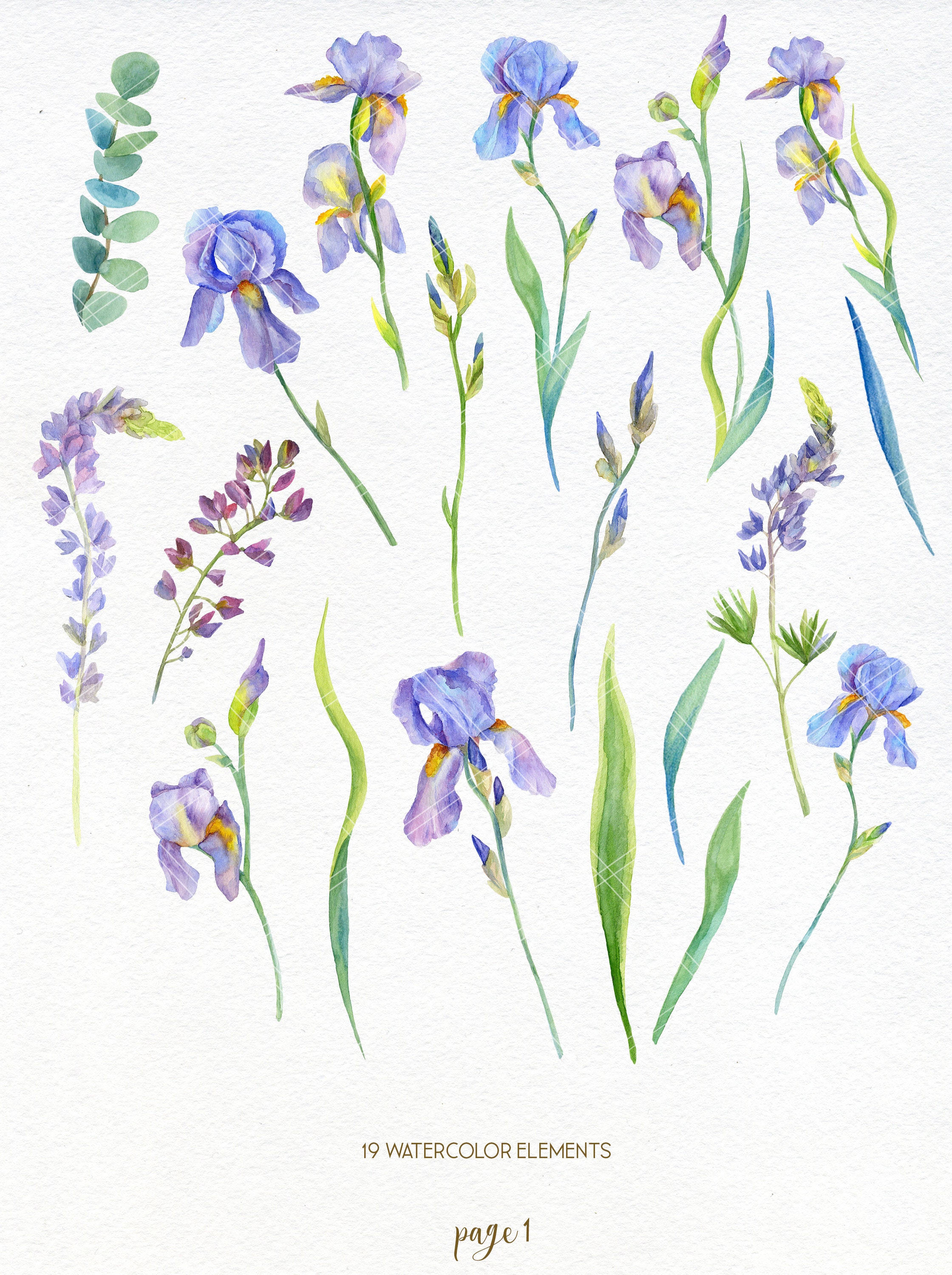Watercolor Iris Flowers Clipart Golden Irises Clip Art Etsy