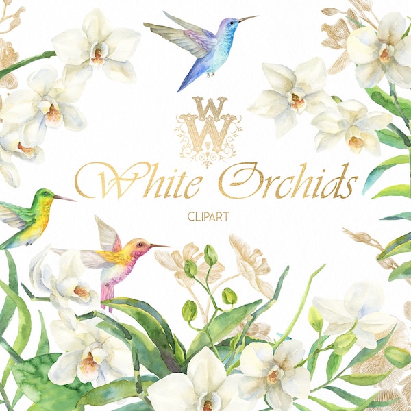 White orchid watercolor floral tropical clip art, hummingbird wedding exotic flower clipart, summer Bird of Paradise bridal party invitation
