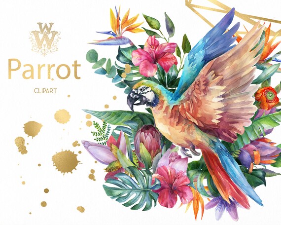 Download Watercolor Parrot Clipart Tropical Sublimation Design Summer Bird Png Paradise T Shirt Download Exotic Jungle Floral