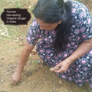 May include: A woman in a floral dress harvests organic ginger in a field. The text "Farmer Harvesting Organic Ginger in India" is displayed in a black banner.