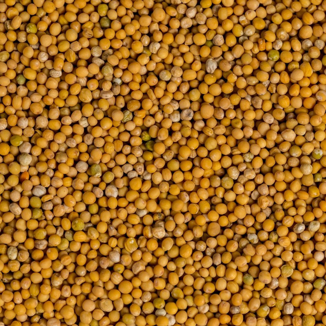 Organic Whole Yellow Mustard Seeds Etsy