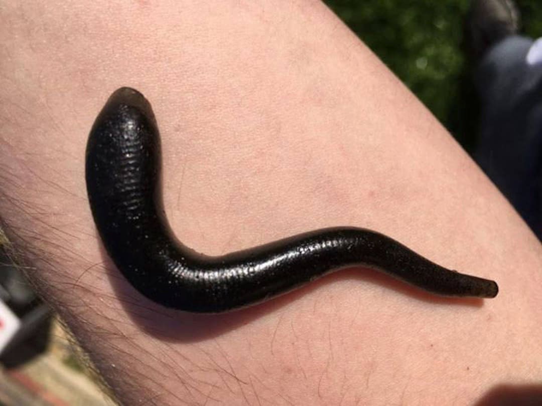 larp-safe-rubber-leeches-larp-medic-5-pack-leach-healer-plague