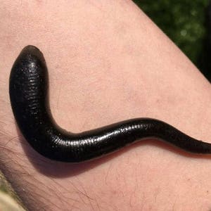 Larp safe rubber leeches, larp medic, 5 pack, Leach healer, plague doctor cosplay image 1