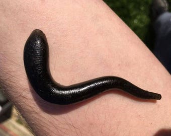 Larp safe rubber leeches, larp medic, 5 pack, Leach healer, plague doctor cosplay