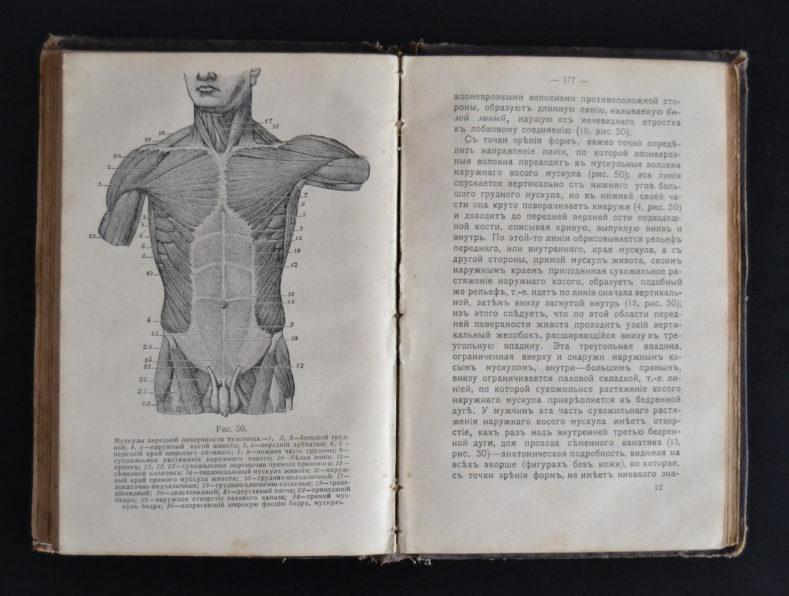 Antique Original Human Anatomy For Artists Book 1912 Year