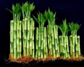 60 Stalks of Straight Lucky Bamboo (4 quot X20 6 quot x20 8 quot x20 Pieces) Mixed for Gifts and Fengshui (FREE SHIPPING)