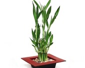 two tiered lucky Bamboo -red pot