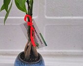 5 Money Tree Plants Braided Into 1 Tree -Pachira with 4 quot Dark Blue Ceramic Pot (FREE SHIPPING)