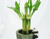 Live 5 Style Lucky Bamboo Plant Arrangement with Ceramic Panda Vase (FREE SHIPPING