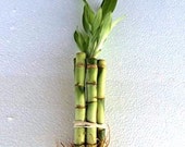 5 Stalks of 4 39 39 Straight Lucky Bamboo (FREE SHIPPING)