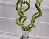 Live Spiral 5 Style Lucky Bamboo Plant Arrangement with Vase Diamond Ceramic Vase (FREE SHIPPING)