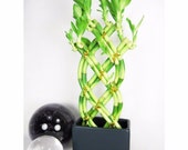 Live 8 Braided Style Lucky Bamboo Plant Arrangement with Black Vase (FREE SHIPPING)