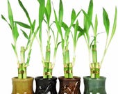 Live 3 Style Party Set of 4 Bamboo Plant Arrangement w Ceramic Vase (FREE SHIPPING)