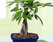 Medium braided money tree (FREE SHIPPING)