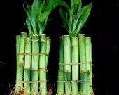 20 Stalks of 4 Inches Straight Lucky Bamboo (FREE SHIPPING)