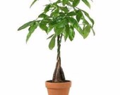 5 Money Tree Plants Braided into 1 Tree -Pachira-4 quot clay pot for better growth between 10-12 inches tall (FREE SHIPPING)