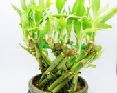 Live Spiral Large Basket Style Lucky Bamboo Plant Arrangement w Green Round Ceramic Vase Total 20 Bamboo Gift (FREE SHIPPING)
