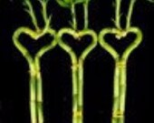 3 Pairs (3 Pieces) of 6 Inches Heart-shaped Lucky Bamboo for Gift and Fengshui (FREE SHIPPING)