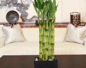 Garden Wall Lucky Bamboo Plant Arrangement (FREE SHIPPING)