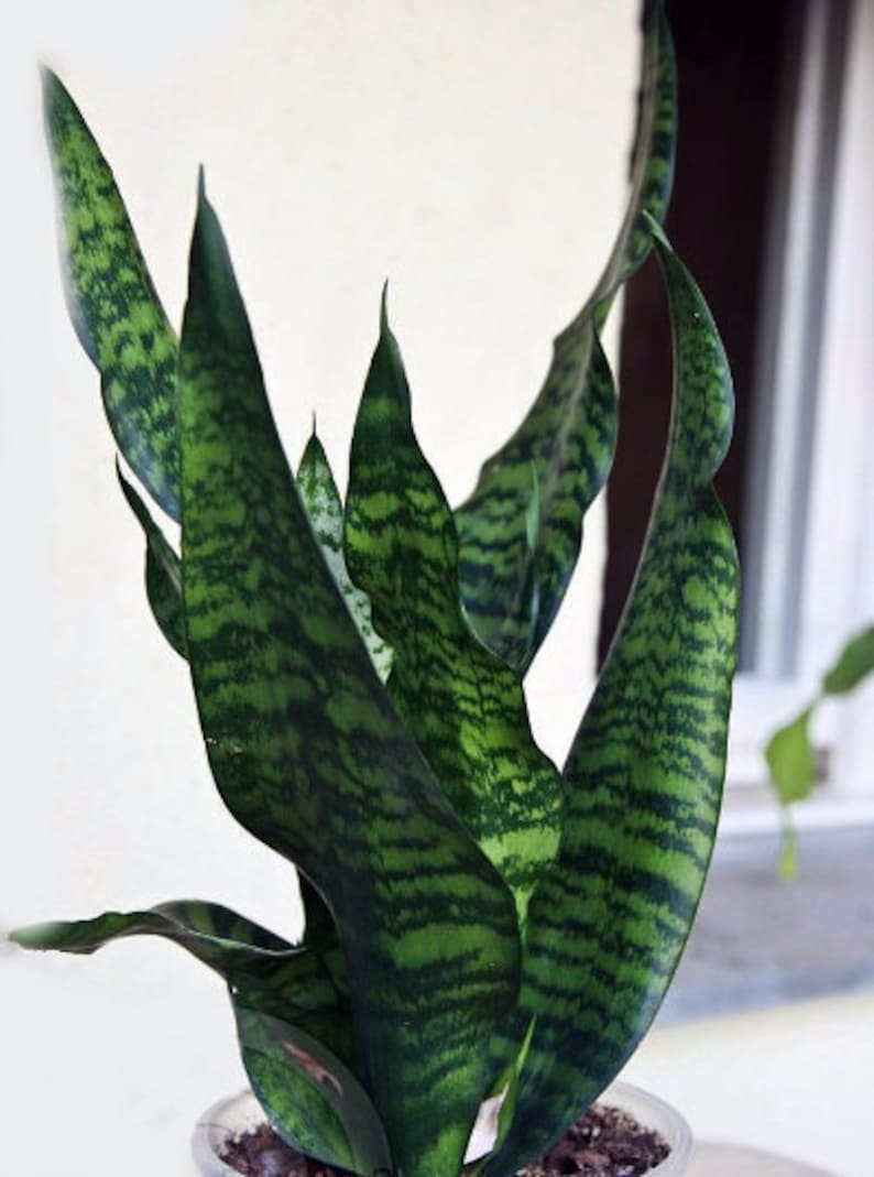 4 Pot Almost Impossible to Kill Black Snake Plant FREE SHIPPING Sanseveria